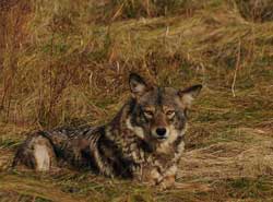 Coyote lying down