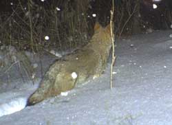 Coyote walking away in deep snow
