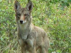 Coyote standing in tall grass facing the camera