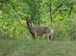 Coyote standing in a field across the camera