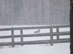 Coyote in a snow covered field
