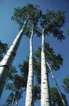 White Birch Trees