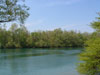 Greenery
