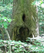 Old Tree