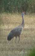 Large Bird
