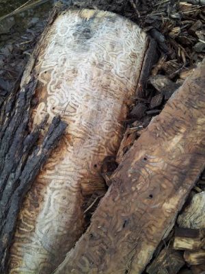 Tree stump with tunnels from larvae