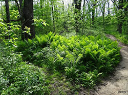 Forest Foliage