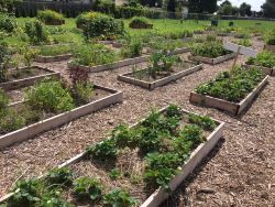 Westlane Community Garden
